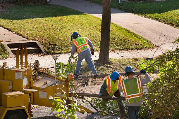 Best Tree Pruning Services  in USA